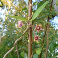 <i>Vincetoxicum indicum</i>  (Burm.f.) Mabb.